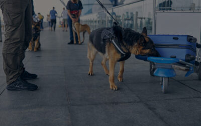Blog 7 Unleashing the Power of Search Dogs: Northampton’s Canine Heroes