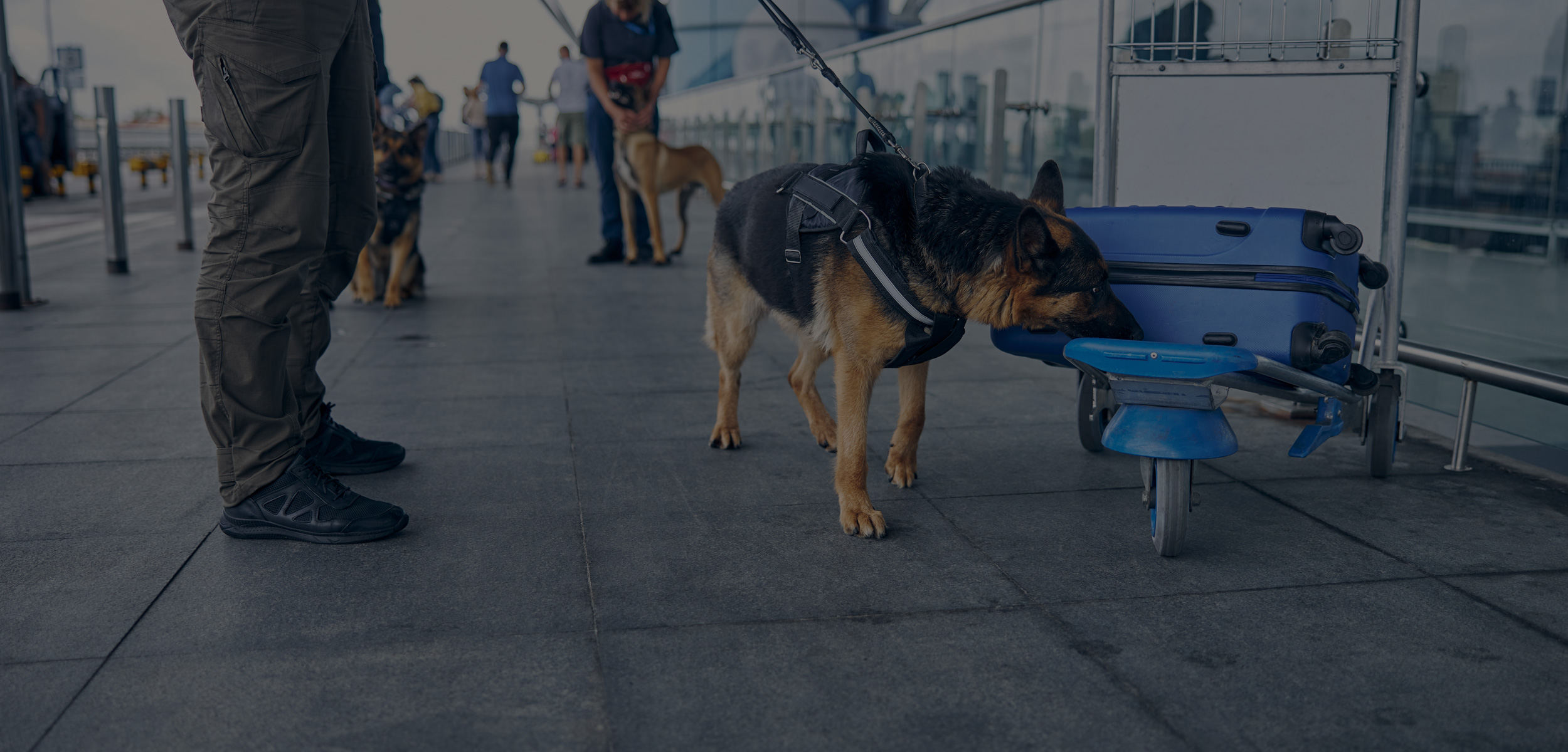 parallax_dogsearch