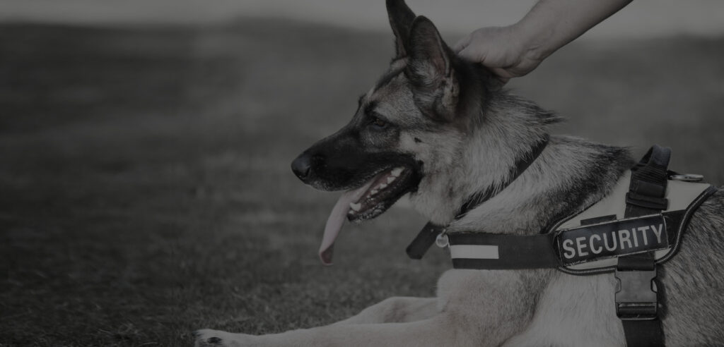 Enhancing Safety: Proficient Security Dogs in Northampton 8 Enhancing Safety: Proficient Security Dogs in Northampton titlebg dog guards 2